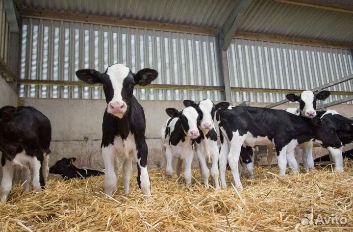 Бычки и телята