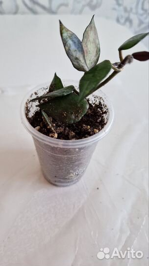 Хойя Блек Ливс