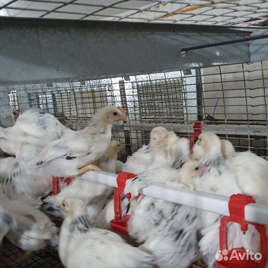 Утята цыплята гусята муларды индюшата бройлеры