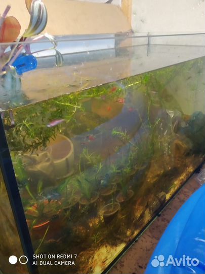 Аквариумные рыбки