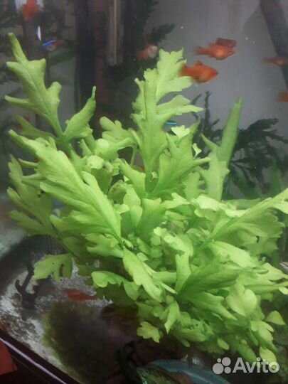 Нимфея тигровая