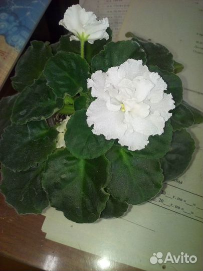 Хризантема, фиалки и др.цветы