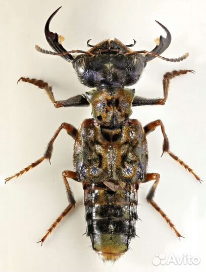 Редкие коллекционные насекомые. Засушенные