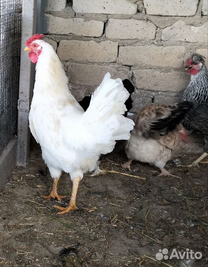 Молодые петухи