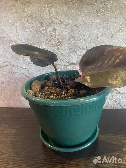 Филодендрон розовая принцесса