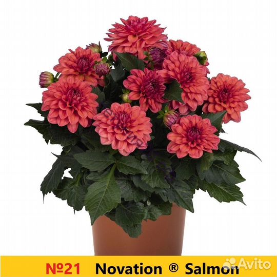 Вегетативные черенки 2024