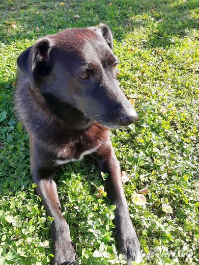 Ищем дом для молодой собаки