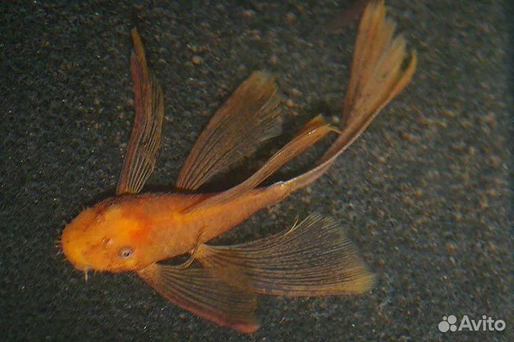 Анциструс супер ред вуалевый