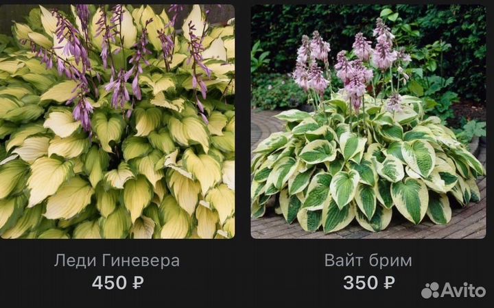 Саженцы хосты