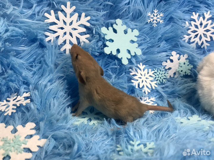 Крысята Дамбо рыжики вельветин и стандарт