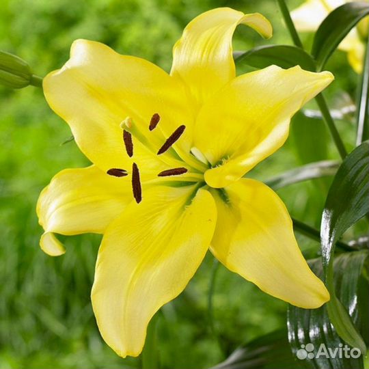 Лилия саженцы Йеллоу Пауэр
