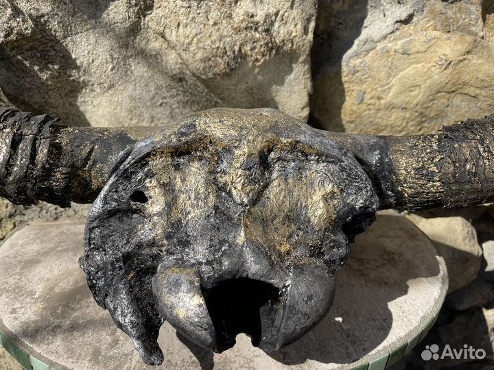 Огромный череп бизона. Палеонтология