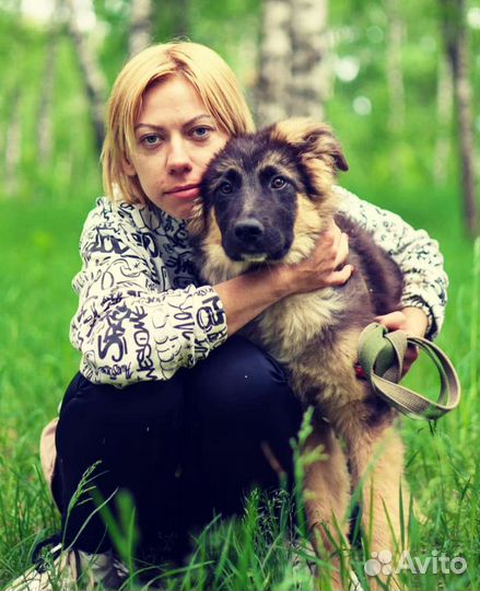 Собачка ищет дом (Шкипер)