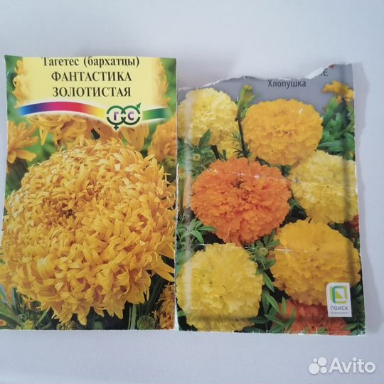 Рассада бархатцев