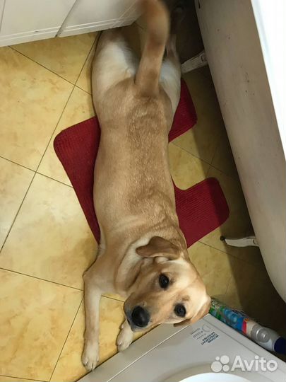 Лабрадор девочка 5 лет