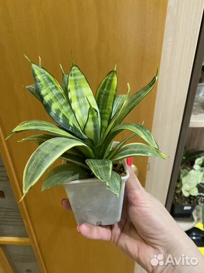 Сансевиерия