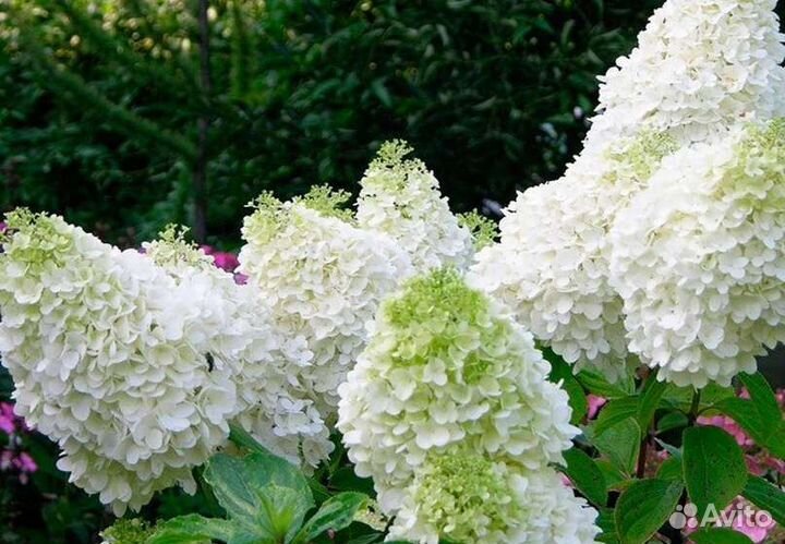 Гортензия метельчатая 9 сортов саженцы
