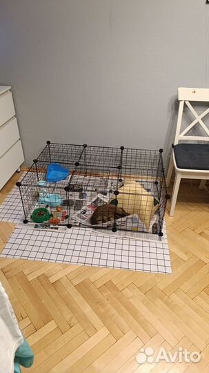 Кролик и все для его комфортного проживания