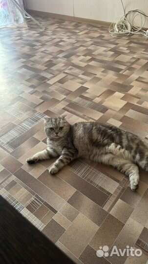 Шотландская вислоухая кошка