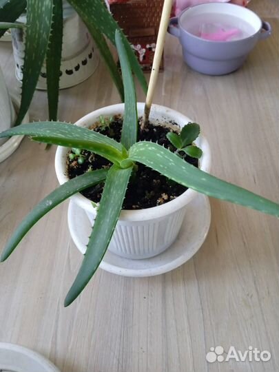 Алоэ лечебный