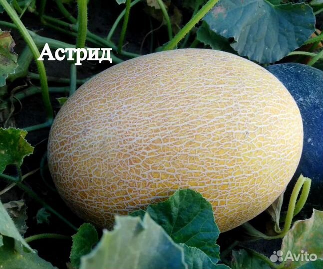 Дыня сладкая раняя Делано семена