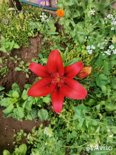 Лилии, Жемчужница, Лилейники