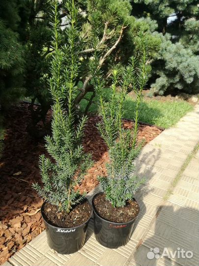 Кипарисовик, тис, пихта