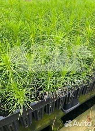 Сеянцы зкс Сосна окс Ель Лиственница Горная