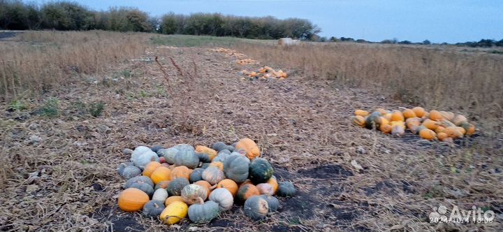 На корм животным