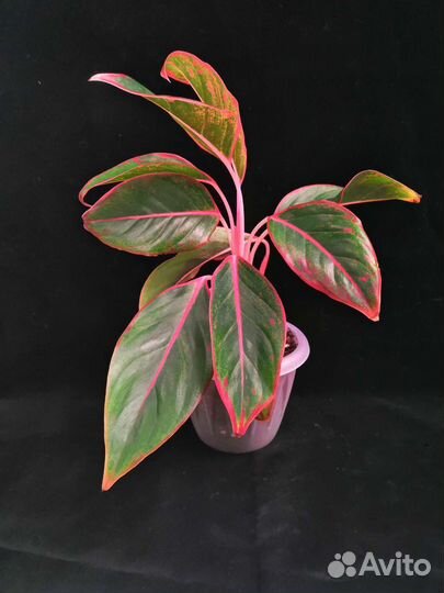 Аглаонема Крит