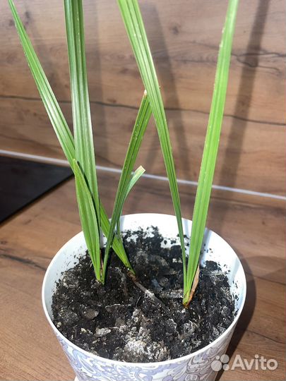 Финиковая пальма