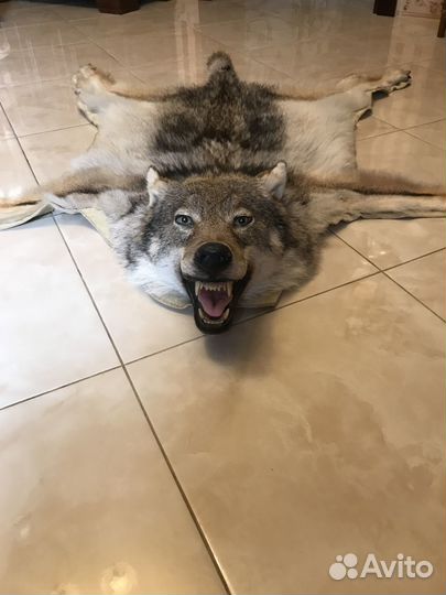 Шкура волка с головой