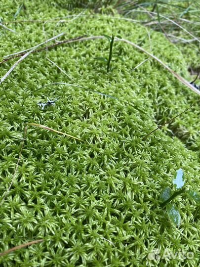 Мох сфагнум живой