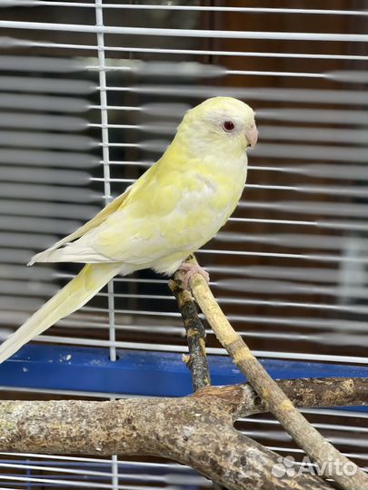 Певчие попугаи (пара)