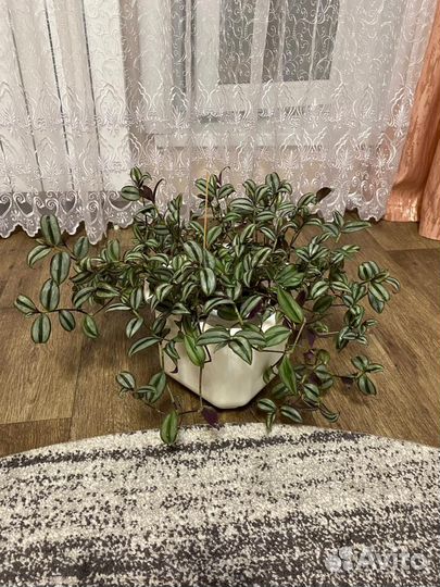 Продам цветы комнатные