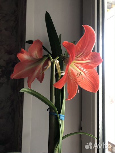 Амариллис гиппеаструм