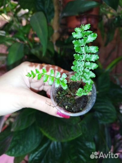 Полистихум Polublepharum