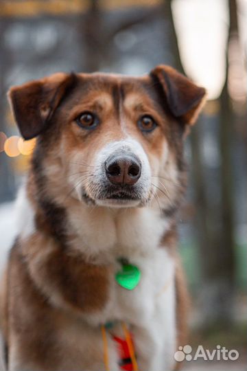Собака в добрые руки бесплатно