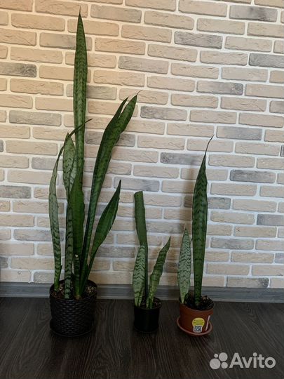 Сансевиерия