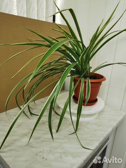 Хлорофитум