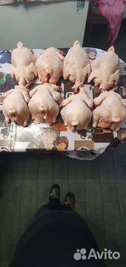 Мясо домашней курицы