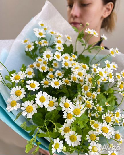 Цветы ромашки