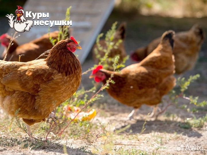 Куры несушки