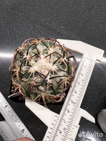 Coryphantha tripugionacantha Корифанта