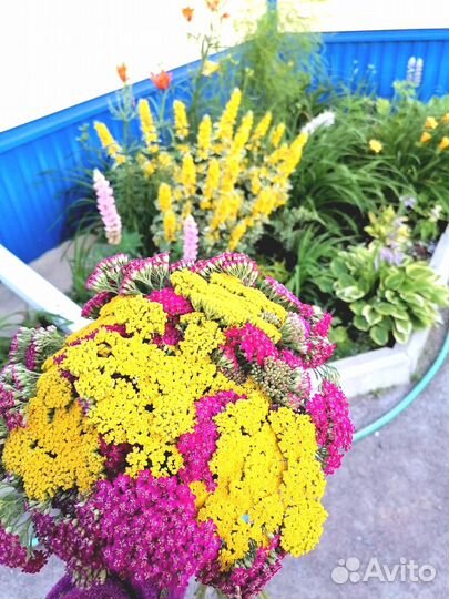 Многолетние садовые цветы