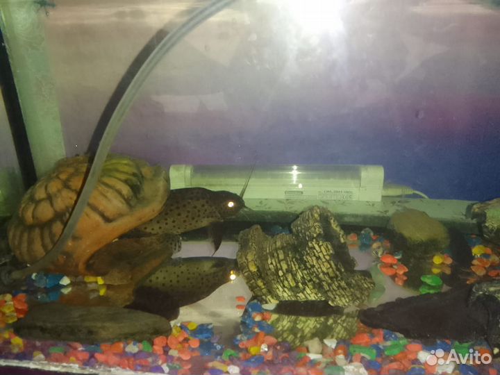 Аквариум