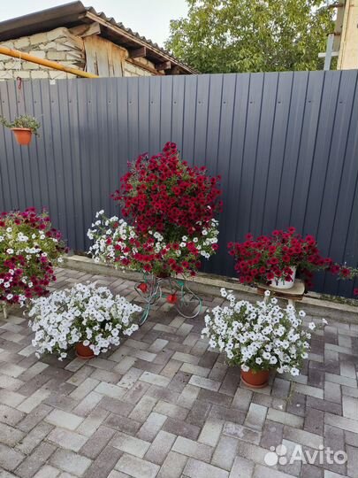 Петуния тайдал