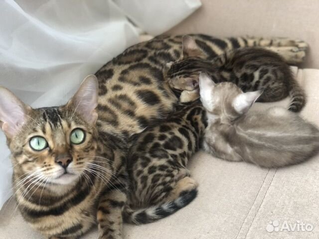 Бенгальский котик