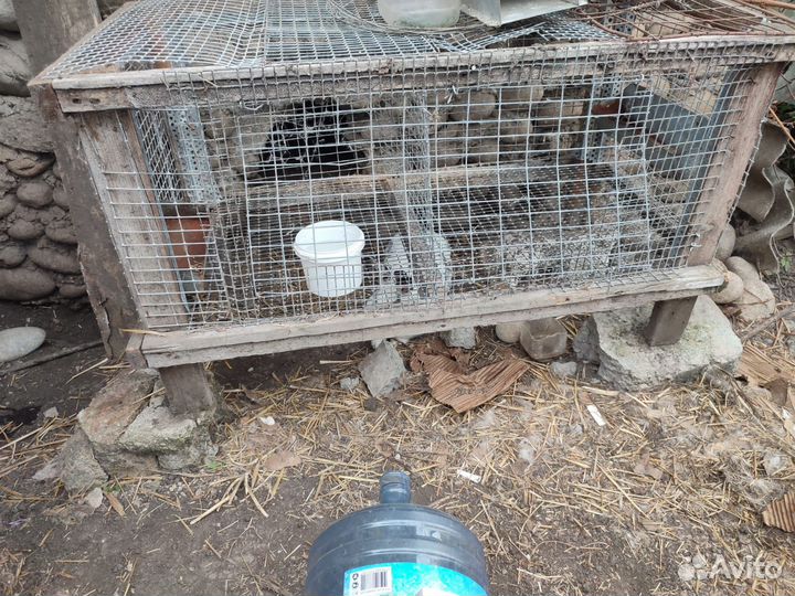 Клетки для кроликов