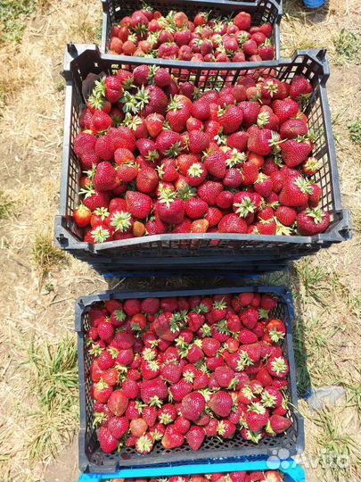 Рассада клубники зелёнка и фриго